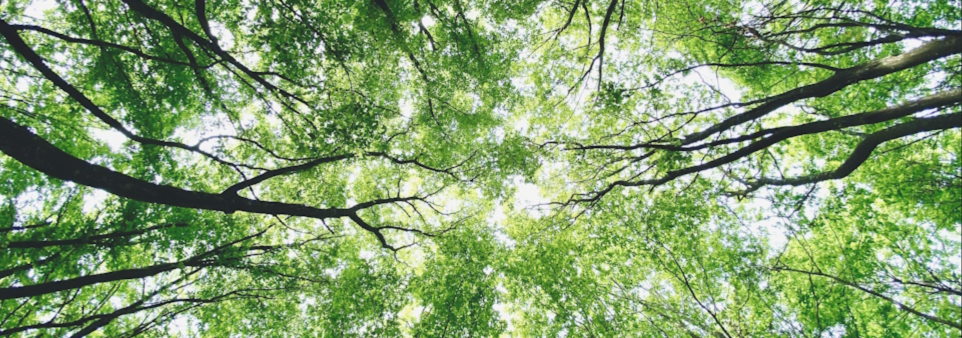 Trees to go with Grant Rix interview